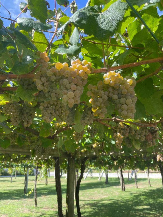 Habitacion Deluxe Rodeada De Vinedos Ribadumia Dış mekan fotoğraf